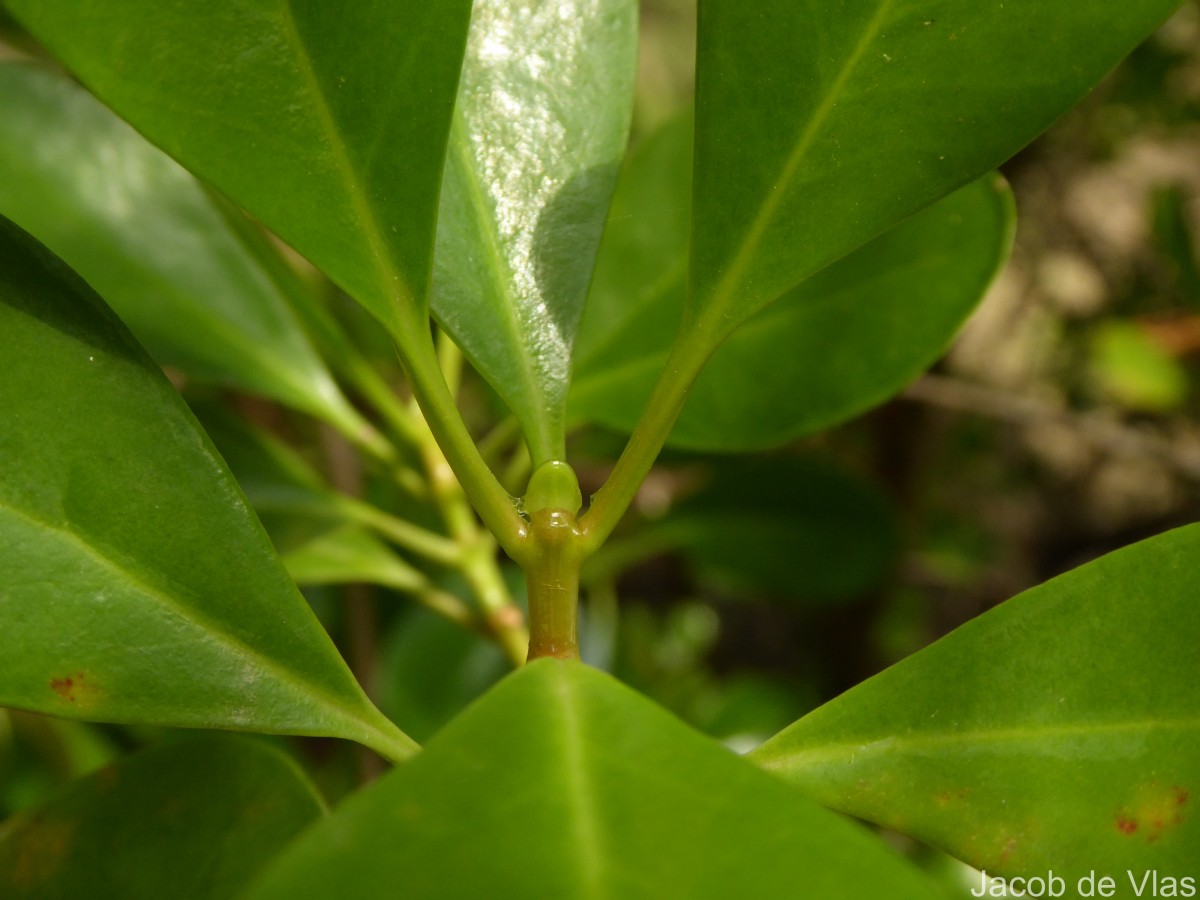 Scyphiphora hydrophylacea C.F.Gaertn.